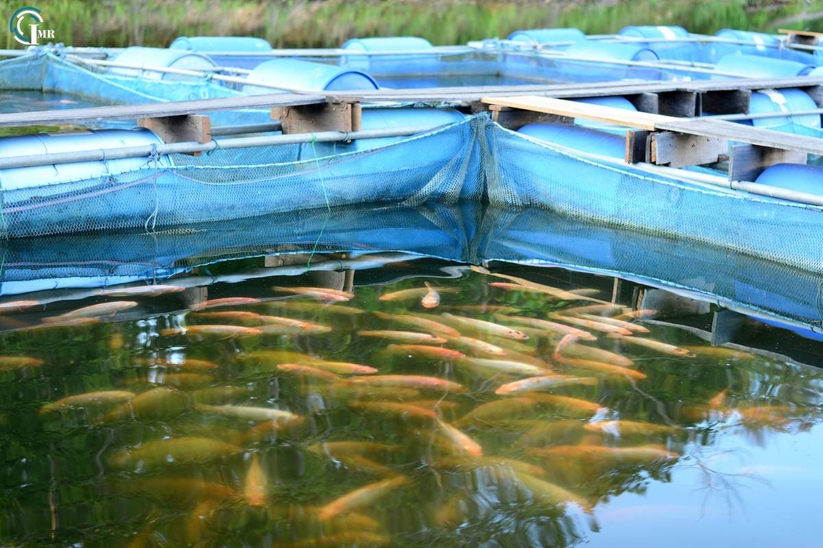 Fish Farming: Methods, Benefits, Challenges, Future Directions and Innovations | Insider Market Research