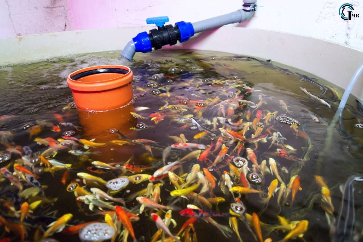 Fish Farming: Methods, Benefits, Challenges, Future Directions and Innovations | Insider Market Research