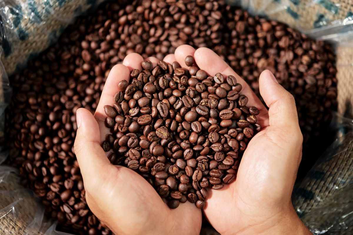 Roasting Revolution: Top Changes in Coffee Roaster Industry | Insider Market Research