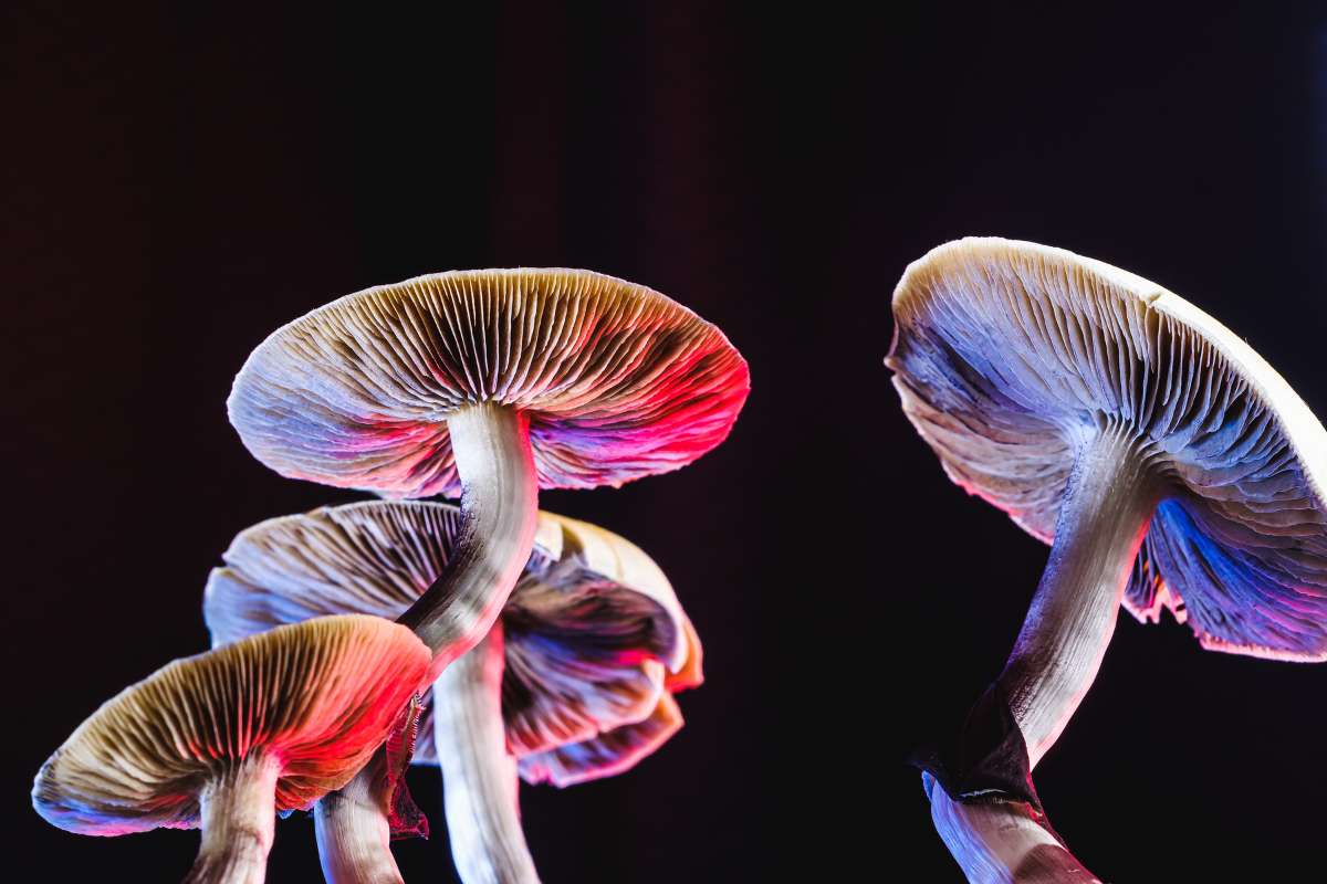 Do Psychedelic Mushrooms (Magic Mushrooms) Rewire the Brain to Ease the Severe Effects of Depression, Anxiety & More?