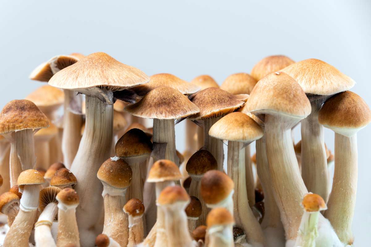 Can Magic Mushrooms Reset Your Brain for Mental Health Relief? | Insider Market Research